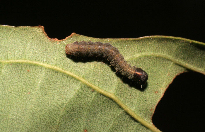 Figura 21. Larva <i>Cicinnus</i> Biolep07 (Mimallonidae), tercer estadío (PPU) vista dorsal, localidad Vochysia, Sector Rincón Rain Forest ACG (320m). Voucher: 09-SRNP-40333-DHJ451590.jpg.