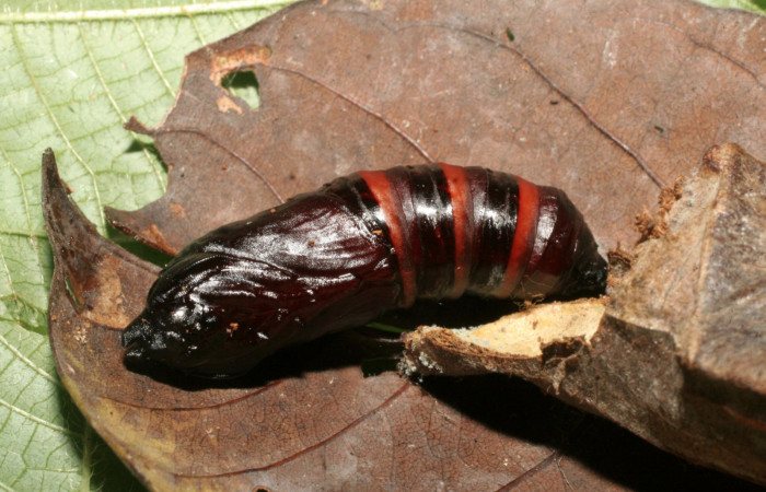 Figura 7. Pupa de <i>Cicinnus</i> Biolep07 (Mimallonidae) vista dorsal, localidad Vochysia, Sector Rincón Rain Forest ACG (320m). Voucher: 09-SRNP-40333-DHJ456812.jpg.