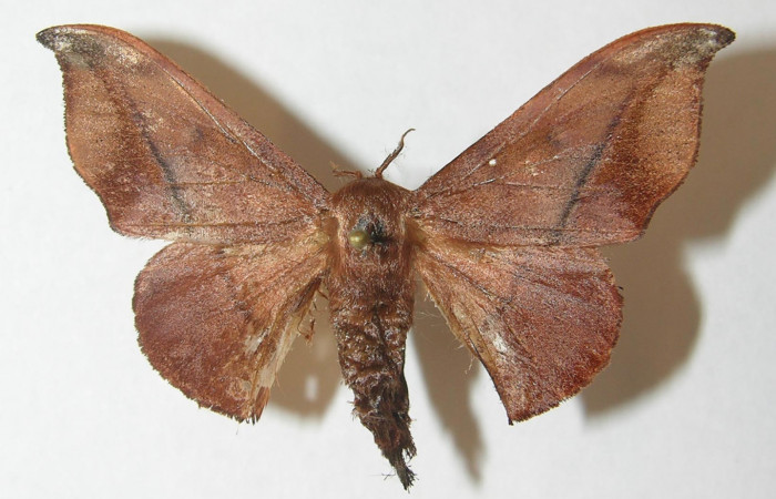 Figura 1. Adulto de <i>Cicinnus camarinus</i> (Mimallonidae), vista dorsal, localidad Quebradona Estación Quica, Sector Pitilla ACG (475m). Voucher: 10-SRNP-72574-DHJ538460.jpg.