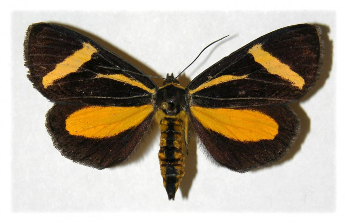Figura 1. Adulto de <i>Seirocastnia tribuna</i> (Noctuidae), hembra, posición dorsal. (01- SRNP-9784-DHJ315172.jpg).