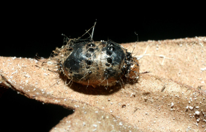  Capullo de parásito de <i>Hyposoter</i> Janzen04 de la familia (Ichneumonidae), en <i>Darceta falcata</i> (Noctuidae),PU sector San Cristóbal, Finca San Gabriel. Voucher 08-SRNP-6254-DHJ453337.jpg.