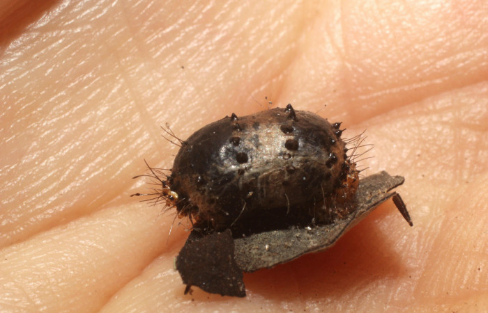  Capullo de párasito de <i>Hyposoter</i> Janzen04 de la familia (Ichneumonidae), en <i>Darceta falcata</i> (Noctuidae),PU sector San Cristóbal, Finca San Gabriel. Voucher 12-SRNP-2216-DHJ801050.jpg.