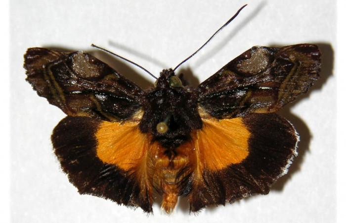  Adulto macho de <i>Darceta falcata</i> (Noctuidae) en posición dorsal. Sector Cacao, Sendero Arenales. Voucher  . Voucher . Voucher 03-SRNP-22753-DHJ314302.