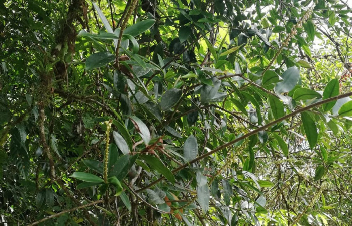  <i>Sarcopera sessiliflora</i> (Marcgraviaceae), Planta hospedera de <i>Darceta falcata</i> (Noctuidae). Sector San Cristóbal, Rio Blanco Abajo. Foto, Elda Araya. 19 Febrero 2020 
