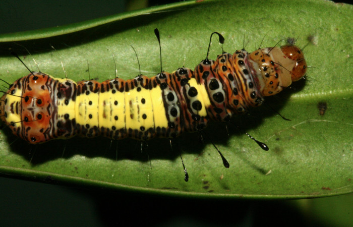  Larva en posición dorsal de <i>Darceta falcata</i> (Noctuidae), U estadio. Sector San Cristóbal, Finca San Gabriel. Voucher 11-SRNP-4198-DHJ487013.jpg.