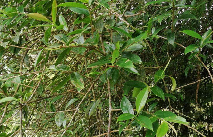  <i>Sarcopera sessiliflora</i> (Marcgraviaceae), Planta hospedera de <i>Darceta falcata</i> (Noctuidae). Sector San Cristóbal, Rio Blanco Abajo. Foto, Elda Araya. 19 Febrero 2020 
