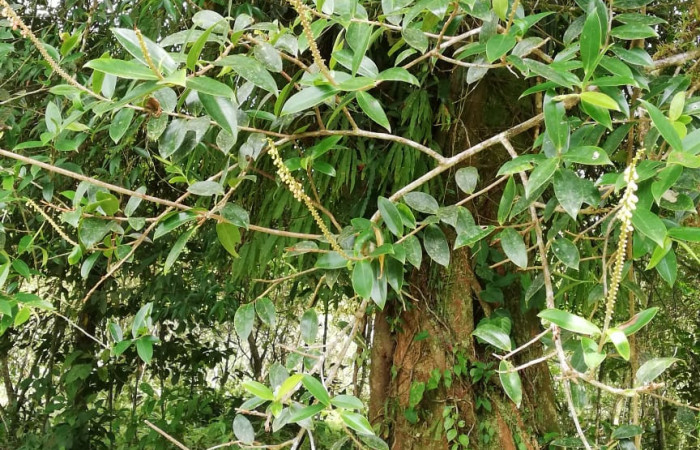  <i>Sarcopera sessiliflora</i> (Marcgraviaceae), Planta hospedera de <i>Darceta falcata</i> (Noctuidae). Sector San Cristóbal, Rio Blanco Abajo. Foto, Elda Araya. 19 Febrero 2020 
