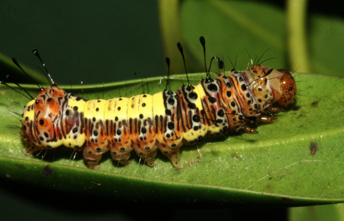  Larva en posición lateral de <i>Darceta falcata</i> (Noctuidae), U estadio. Sector San Cristóbal, Finca San Gabriel. Voucher 11-SRNP-4198-DHJ487011.jpg.