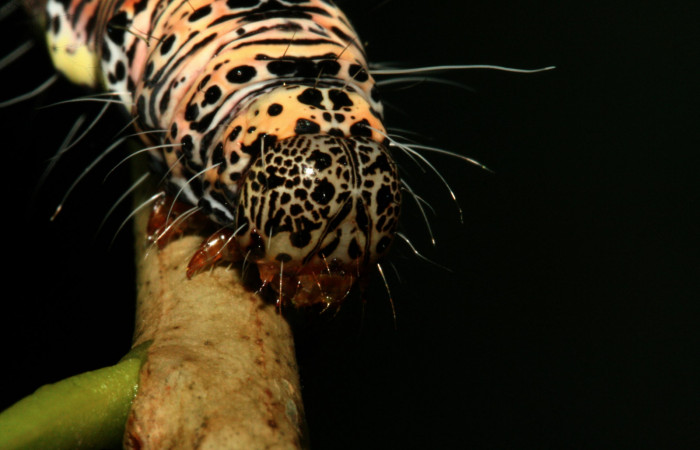  Cabeza en posición lateral de <i>Darceta falcata</i> (Noctuidae), U estadio. Sector San Cristóbal, Finca San Gabriel. Voucher 11-SRNP-4198-DHJ487024.jpg.
