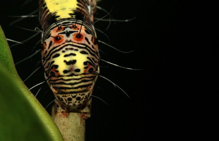  Cola en posición lateral de <i>Darceta falcata</i> (Noctuidae), U estadio. Sector San Cristóbal, Finca San Gabriel. Voucher 11-SRNP-4198-DHJ487030.jpg.