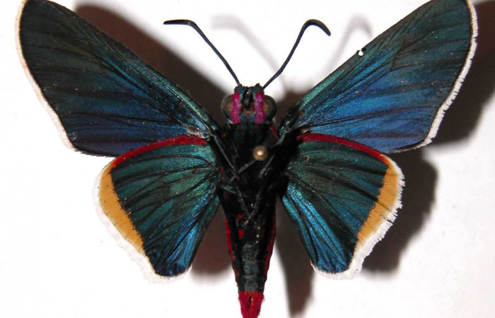 Figura 13. Adulto macho <i>Mysoria ambigua</i> (Hesperiidae) vista ventral. Voucher 03-SRNP-1431-DHJ36591.jpg.