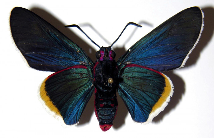 Figura 11. Adulto hembra <i>Mysoria ambigua</i> (Hesperiidae) vista ventral. Voucher 04-SRNP-14800-DHJ303507.jpg.