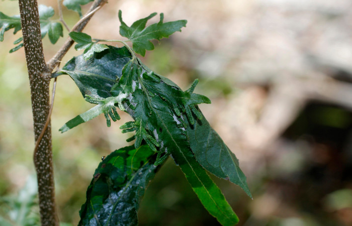Figura 3. Casita de <i>Mysoria ambigua</i> (Hesperiidae), planta hospedera <i>Casearia arguta</i> (Salicaceae). Sector Santa Rosa, Area Administrativa. Voucher 14-SRNP-12006-DHJ802443.jpg.
