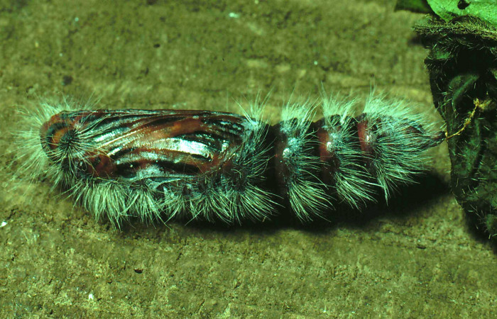 Figura 8. Pupa de <i>Mysoria ambigua</i> (Hesperiidae) posición lateral, Sector Santa Rosa, Sendero Natural. Voucher 81-SRNP-1143-DHJ3446.jpg.
