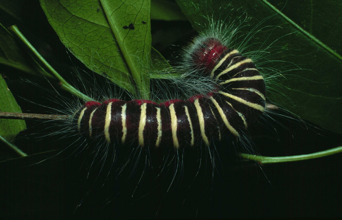 Figura 6. <i>Mysoria ambigua</i> (Hesperiidae) último estadio, posición dorsal. Sector Santa Rosa, Bosque San Emilio. Voucher 87-SRNP-1115-DHJ10207.jpg.