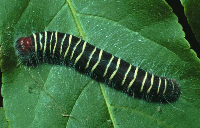 Figura 1. <i>Mysoria ambigua</i> (Hesperiidae) último estadio, posición dorsal. Sector Santa Rosa, Bosque San Emilio. Voucher 89-SRNP-754-DHJ11676.jpg.
