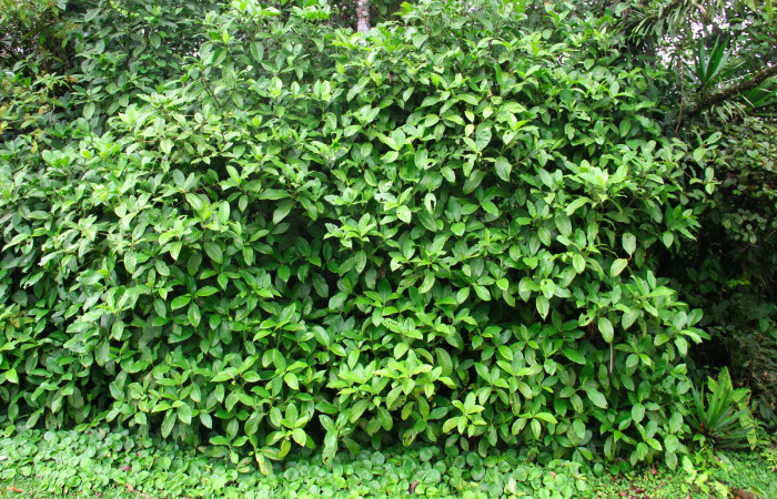 Fig.13. Planta hospedera de <i>Perigea illicita</i> <i>Hedyosmum scaberrimum</i> (Chloranthaceae).