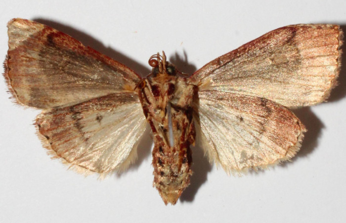 Fig.2. Adulto de <i>Perigea illicita</i>.Hembra 32mm de longitud vista ventral. Voucher : 15-SRNP-30541-DHJ908971.jpg.