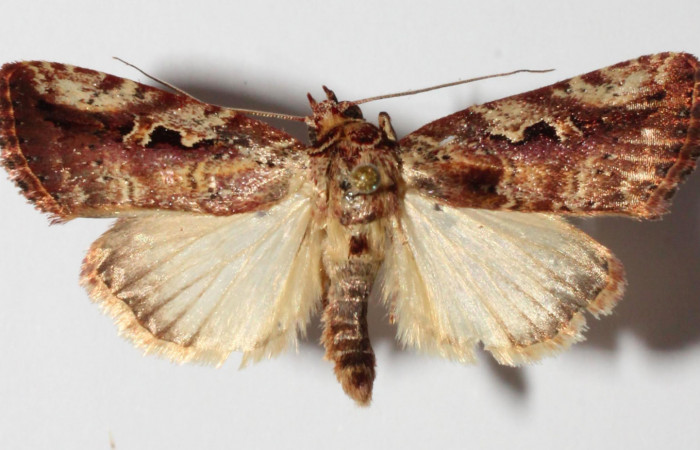 Fig.3. Adulto de <i>Perigea illicita</i>. Maho 30mm de longitud vista dorsal. Voucher 15-SRNP-30399-DHJ905824.jpg.