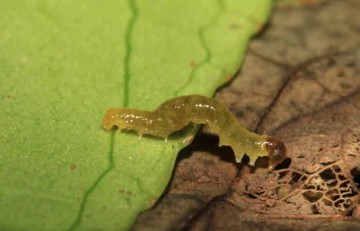 Fig.5. Larva de <i>Perigea illicita</i>, en segundo estadío. Mide 9mm de longitud. Voucher : 15-SRNP-30499-DHJ721809.jpg.