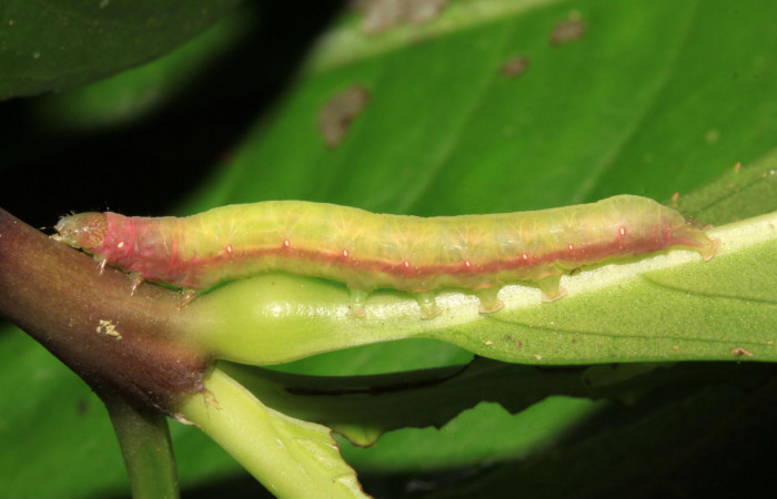 Fig.8. Larva de <i>Perigea illicita</i>, penúltimo estadío. Mide 35mm de longitud. Voucher : 15-SRNP-30365-DHJ721677.jpg.