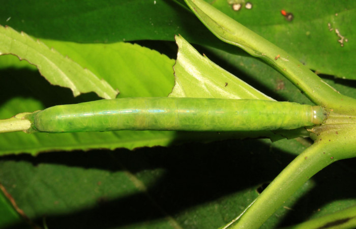 Fig.9. Larva de <i>Perigea illicita</i>, último estadío. Mide 47mm de longitud. Voucher : 15-SRNP-30364-DHJ721629.jpg.