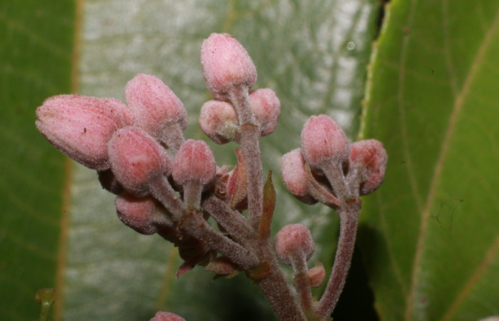 Figura. 10 Botones de flor, <i>Trichospermum galeottii</i>, (Malvaceae). Area de Conservación Guanacaste, Sector Rincón Rain Forest, Estación Leiva, selva, (elevación 410 metros), colectada el 10 de Febrero 2020. Foto, Jorge Hernández.