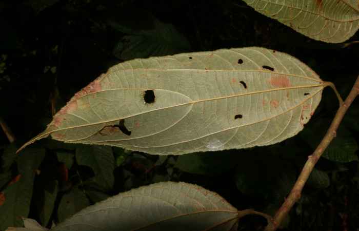 Figura. 4 Posición envés <i>Trichospermum galeottii</i>, (Malvaceae). Area de Conservación Guanacaste, Sector Rincón Rain Forest, Estación Leiva, selva , (elevación 410 metros), colectada el 10 de Febrero 2020. Foto, Jorge Hernández.