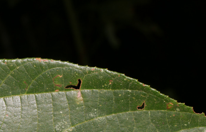 Figura. 5 Posición margen entero, <i>Trichospermum galeottii</i>, (Malvaceae). Area de Conservación Guanacaste, Sector Rincón Rain Forest, Estación Leiva, selva, (elevación 410 metros), colectada el 10 de Febrero 2020. Foto, Jorge Hernández.