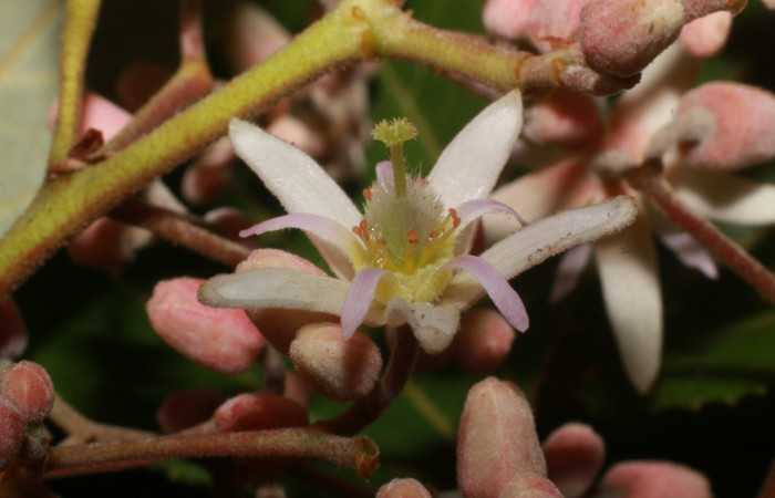 Figura. 9 Flor lateral,<i>Trichospermum galeottii</i>, (Malvaceae). Area de Conservación Guanacaste, Sector Rincón Rain Forest, Estación Leiva, selva, (elevación 410 metros), colectada el 10 de Febrero 2020. Foto, Jorge Hernández.