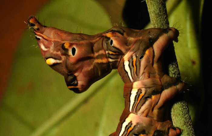 Figura 6.  <i>Elymiotis morana</i> (Notodontidae), en posición lateral mostrando parte de la cola. Voucher 00-SRNP-631-DHJ52731.