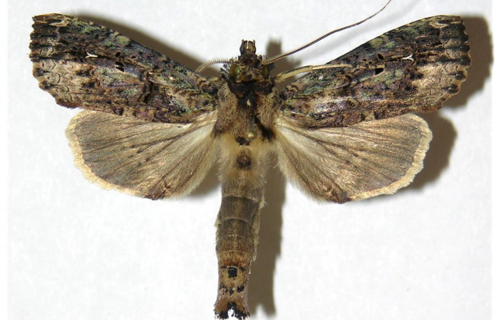 Figura 10. Mostrando posición dorsál del adulto  <i>Elymiotis morana</i>. Voucher 05-SRNP-19317-DHJ311525.