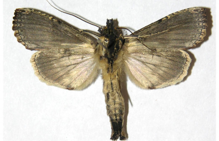 Figura 11. Mostrando posición dorsal del adulto <i>Elymiotis morana</i>. Voucher 05-SRNP-19317-DHJ311524.