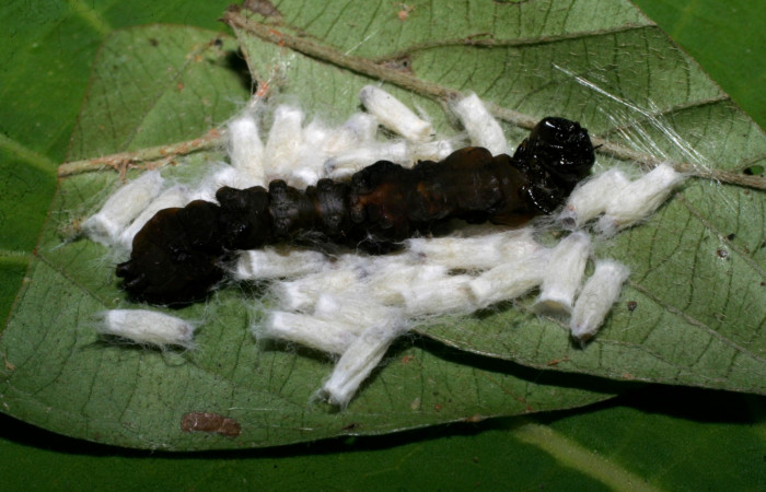 Figura 9.Mostrando parásitos (Braconidae), <i>Hypomicrogaster</i> Whitfield02, puestos encima de  <i>Elymiotis morana</i> (Notodontidae). Voucher 08-SRNP-30817-DHJ438675.