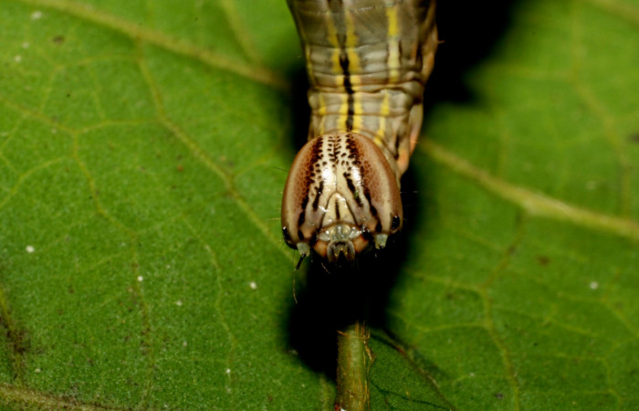 Figura 7.  <i>Elymiotis morana</i> (Notodontidae), en posicion de cabeza. Voucher 08-SRNP-32120-DHJ445731.