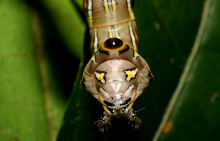Figura 8.  <i>Elymiotis morana</i> (Notodontidae), en posicion de la cola. Voucher 08-SRNP-32120-DHJ445733.