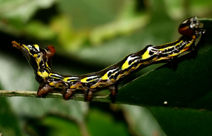 Figura 3.  <i>Elymiotis morana</i>(Notodontidae), en posición lateral. Voucher 08-SRNP-32121-DHJ445738.