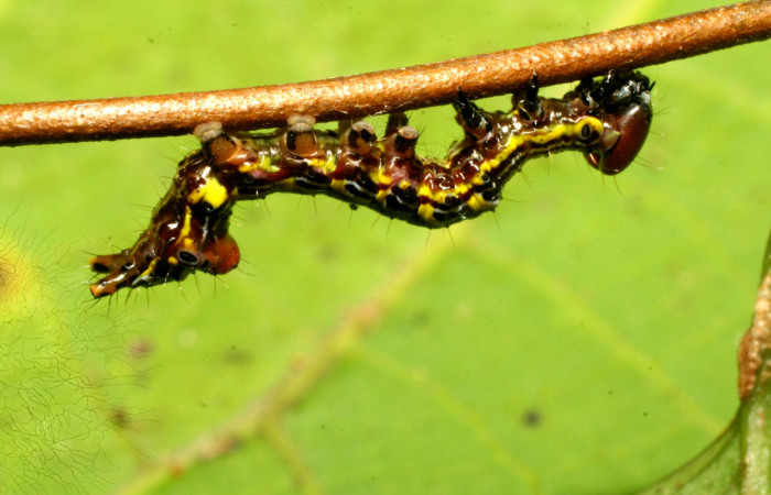 Figura 1. <i>Elymiotis morana</i> (Notodontidae), en posición lateral. Voucher,09-SRNP-31101-DHJ458432.