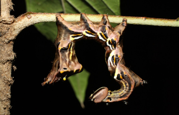 Figura 5.  <i>Elymiotis morana</i> (Notodontidae), en posición lateral. Voucher13-SRNP-22054-DHJ493744.