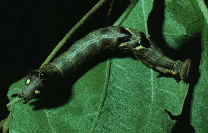 Figura 4.  <i>Elymiotis morana</i>(Notodontidae), en posición dorsal mostrando dos puntos color amarillos en la parte trasera. Voucher 81-SRNP-922-DHJ3125.