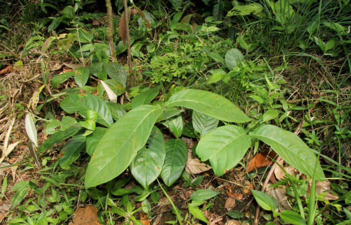 Figura 12. Mostrando planta hospedera <i>Hiraea reclinata</i> familia (Malpighiaceae), de larva  <i>Elymiotis morana</i>. Foto tomada Pablo Umaña.