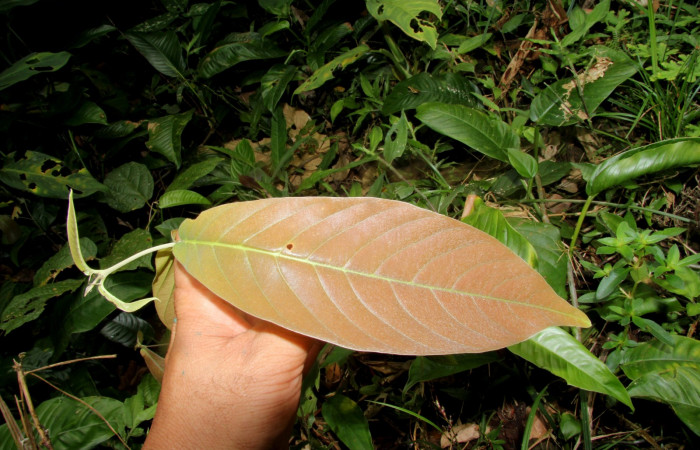 Figura 13. Mostrando planta hospedera <i>Hiraea reclinata</i> familia (Malpighiaceae), de larva  <i>Elymiotis morana</i>. Foto tomada Pablo Umaña.
