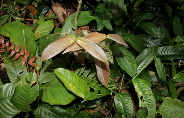 Figura 14. Mostrando planta hospedera <i>Hiraea reclinata</i> familia (Malpighiaceae), de larva  <i>Elymiotis morana</i>. Foto tomada Pablo Umaña.