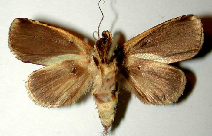 Figura 10. Adulto de <i>Phastia</i> alcimedeICG02 (Notodontidae), macho. Voucher: 00-SRNP-22035-DHJ32517.