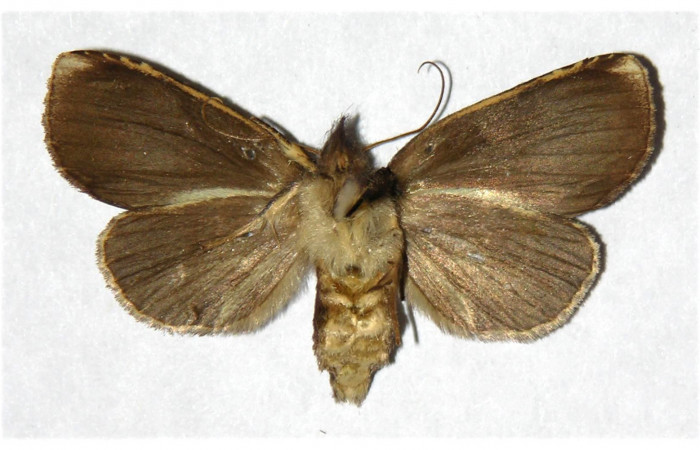 Figura 8. Adulto de <i>Phastia</i> alcimedeICG02 (Notodontidae), hembra. Voucher: 01-SRNP-25181-DHJ322271.