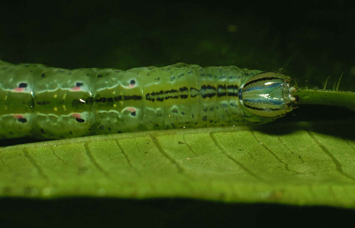 Figura 5. Cabeza de <i>Phastia</i> alcimedeICG02 (Notodontidae) último estadio, posición dorsal. Voucher: 00-SRNP-11314-DHJ54118.jpg