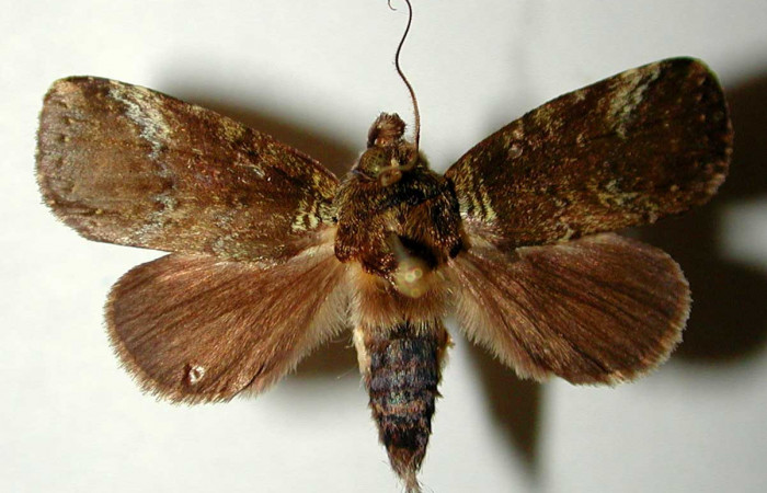 Figura 9. Adulto de <i>Phastia</i> alcimedeICG02 (Notodontidae), macho. Voucher: 00-SRNP-22035-DHJ32516.