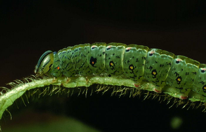 Figura 1. Larva de <i>Phastia</i> alcimedeICG02 (Notodontidae), último estadio, posición lateral. Voucher: 01-SRNP-2418-DHJ61384.jpg.