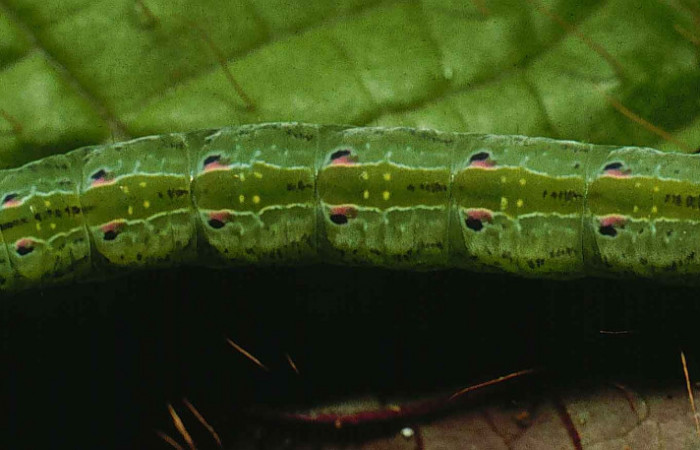 Figura 2. Larva de <i>Phastia</i> alcimedeICG02 (Notodontidae) último estadio, posición dorsal. Voucher: 99-SRNP-4352-DHJ50944.jpg.