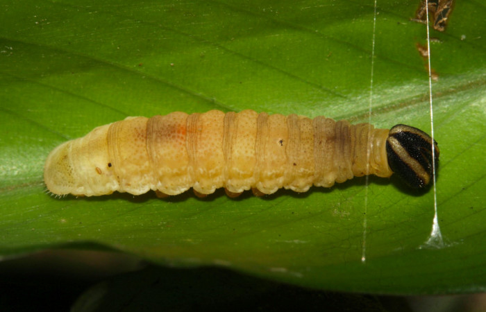 Fig.13. Prepupa de <i>Cynea</i> Burns02. Voucher :15-SRNP-32062-DHJ728975..jpg